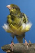 Fiorino Positurkanarienvogel